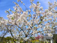 -南汇桃花村