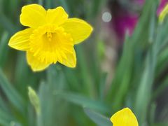 -双季花艺园艺市场(浦东店)