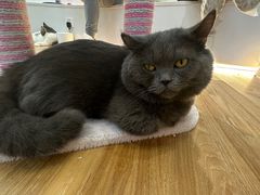 -COLOR PETS 撸猫馆·购猫·猫咖(长风大悦城店)
