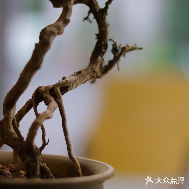 成都探店-当归咖啡