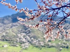 -中华福寿山