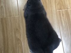 -啵啵喵·猫咖(攀华国际店)