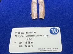 -贝壳王国博物馆