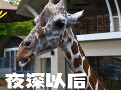 -清迈夜间动物园