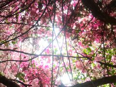 -深圳国际园林花卉博览园