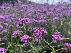 -北京国际鲜花港