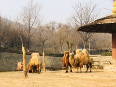 -石家庄市动物园