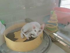 -糯米喵星人总部直营旗舰店·猫舍·幼猫出售