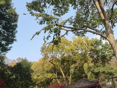 -家烧面馆【南山路知名经典面食】