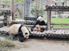-上海野生动物园