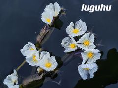 -丽江泸沽湖景区