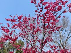 -顾村公园