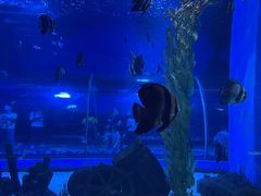 -顺德南宏海立方海洋公园