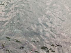 -好彩猪肚鸡(正弘城店)
