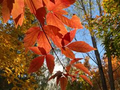 -永定河休闲森林公园