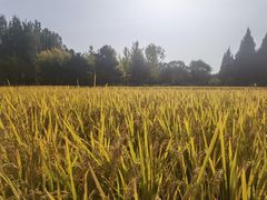 -北坞公园