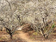 -广州市流溪河国家森林公园