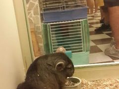 android_upload_pic-龙猫仔乐园(惠福东路店)