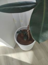 -HEYAN荷妍专业脱毛连锁机构