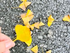 -黄海国家森林公园