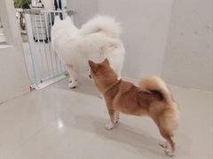 -共舞时光猫咖·狗咖(新街口店)