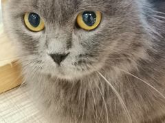 -飞行喵MR PILOT|猫舍·猫咖(静安大融城店)