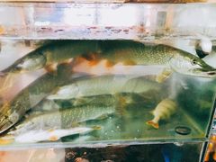 -煲来饱去冷水鱼