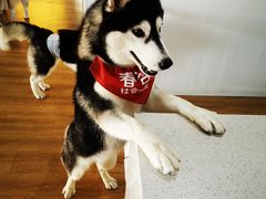 -Husky Go! 哈士奇体验馆·宠物咖啡厅狗咖