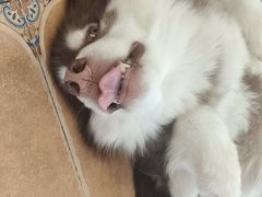 -Let's go狗咖·猫咖·奶狗·桌游(春熙路IFS店)