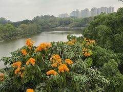 -东莞植物园