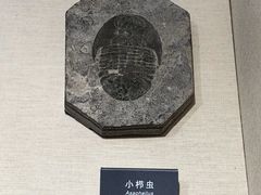 -安徽省地质博物馆