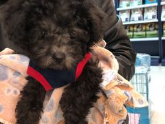 -翊宠yipet猫狗购宠庄园犬舍•猫舍