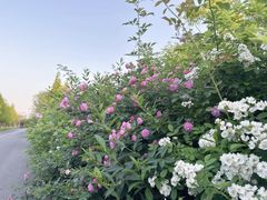 -泗洪洪泽湖湿地景区