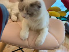 -momokira米努特·德文卷毛猫·棉花面纱犬