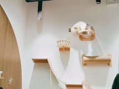 -COLOR PETS 撸猫馆·购猫·猫咖(长风大悦城店)
