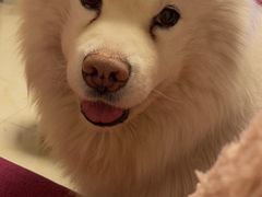 -派多格宠物·购宠(靛厂路店)