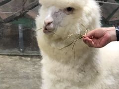 -上海大自然野生昆虫馆(东方明珠·爬宠昆虫探索中心)