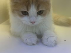 -小猫来了·猫舍(红山六九七九店)