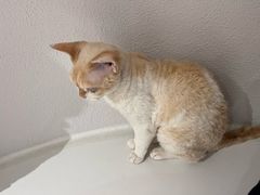 -琪喵猫屋·撸猫猫咖·猫舍