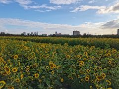 -汉长安城未央宫国家考古遗址公园