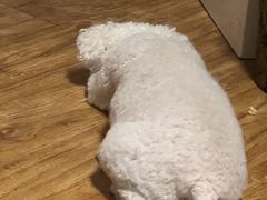 -天宠宠物医院24小时·急重症诊疗中心·全科·腔镜特色(和平分院)