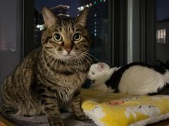 -汪喵宠物医院·骨科心脏影像·犬猫急重症ICU诊疗中心(成华分院)