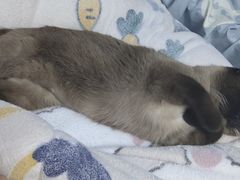 -宠颐生动物医院·心脏科·保险定点(锦阳分院)