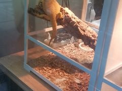 -酷以爬仙阁实体爬宠店·守宫·蜥蜴·专业繁育