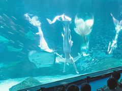 -海合安成都极地海洋公园