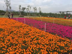-芒洲湿地公园
