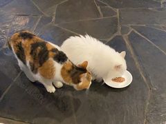 -Anne猫窝咖啡屋