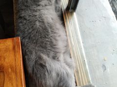 -more than meow吴止猫主题餐厅(承德 中船汇店)