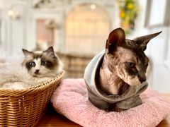 -共舞时光猫咖·狗咖(新街口店)