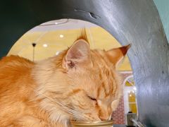 -猫小院猫主题餐厅(南锣旗舰店)
